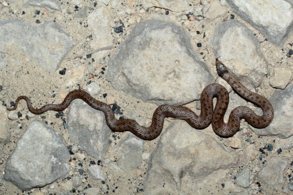 Orbettino, Vipera e Coronella al tramonto!